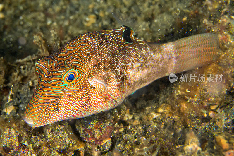 fine -斑点Pufferfish, Lembeh，北苏拉威西，印度尼西亚